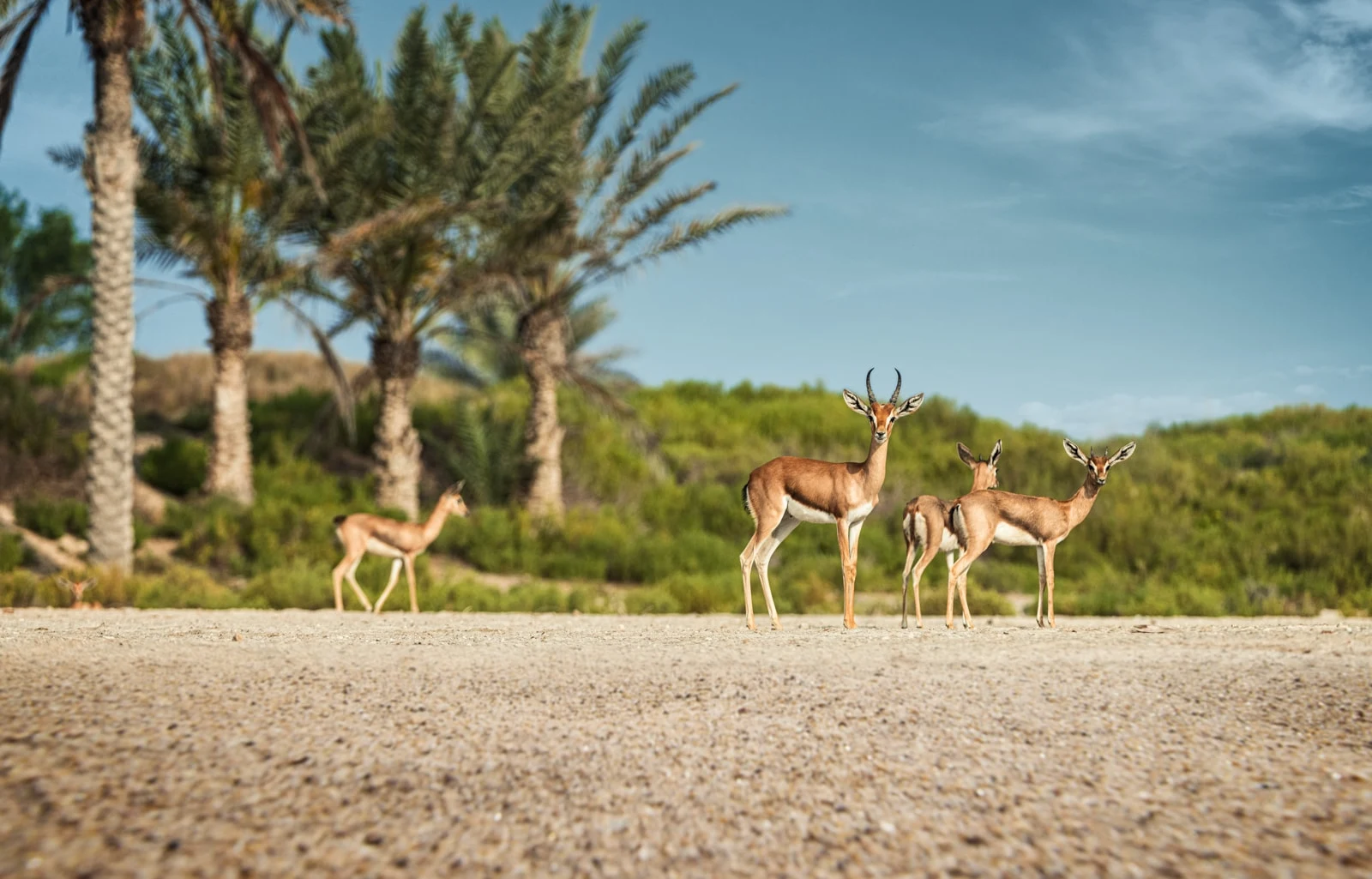 Saadiyat Island photography